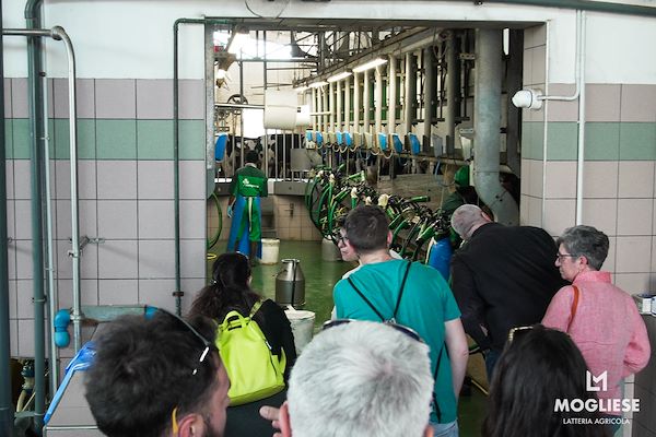 Discover the heart of Parmigiano Reggiano with “Open Dairy Farms”