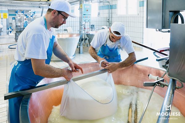 Scopri il cuore del Parmigiano Reggiano con Caseifici Aperti 12 e 13 Aprile 2025