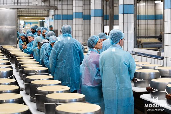 Discover the heart of Parmigiano Reggiano with “Open Dairy Farms”