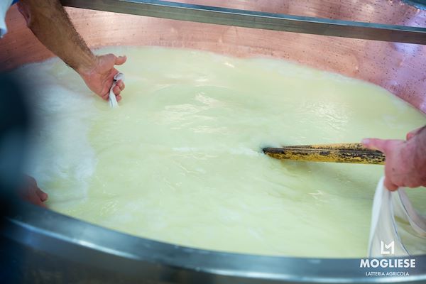 Scopri il cuore del Parmigiano Reggiano con Caseifici Aperti 12 e 13 Aprile 2025