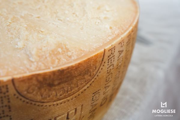 Discover the heart of Parmigiano Reggiano with “Open Dairy Farms”