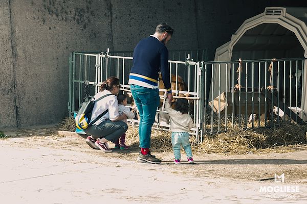 Discover the heart of Parmigiano Reggiano with “Open Dairy Farms”