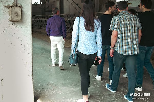 Discover the heart of Parmigiano Reggiano with “Open Dairy Farms”