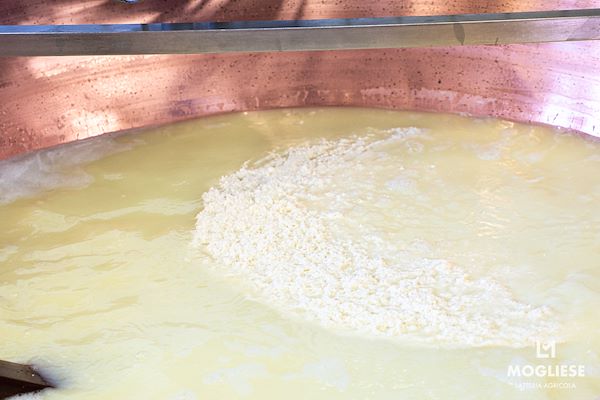 Discover the heart of Parmigiano Reggiano with “Open Dairy Farms”
