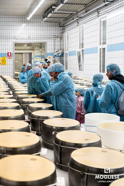 Scopri il cuore del Parmigiano Reggiano con Caseifici Aperti 12 e 13 Aprile 2025