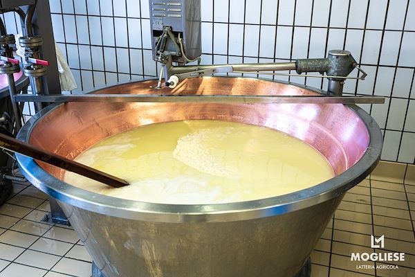 Discover the heart of Parmigiano Reggiano with “Open Dairy Farms”