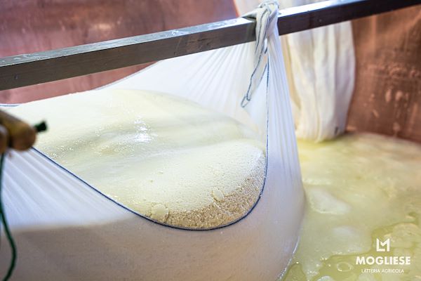 Scopri il cuore del Parmigiano Reggiano con Caseifici Aperti 12 e 13 Aprile 2025
