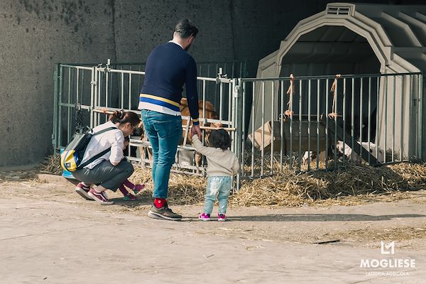 Discover the heart of Parmigiano Reggiano with “Open Dairy Farms”