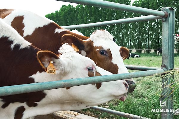 Discover the heart of Parmigiano Reggiano with “Open Dairy Farms”